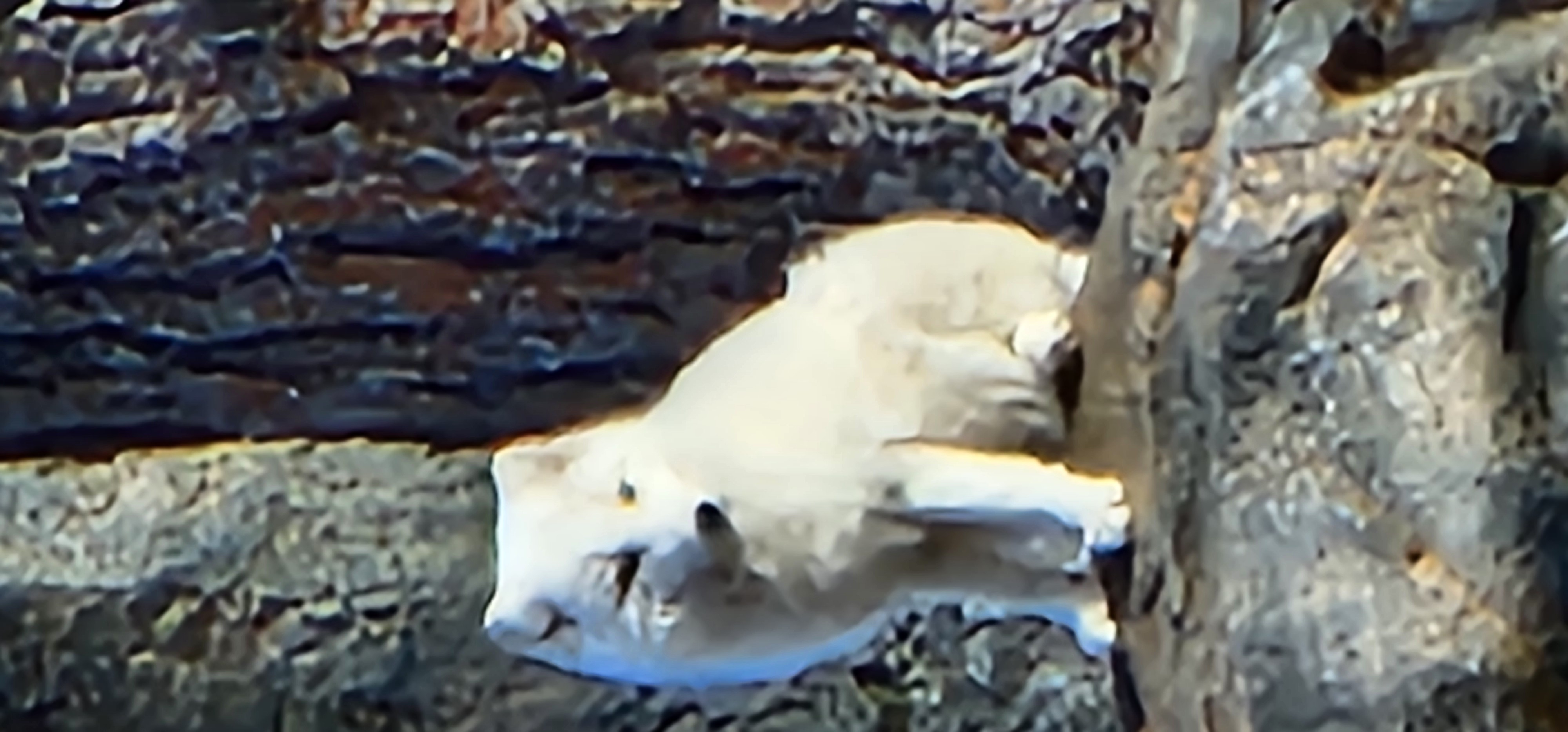 Arctic Fox at Bearizona